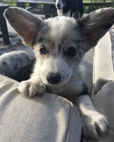 Business listing image