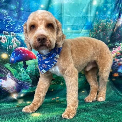 Business listing image