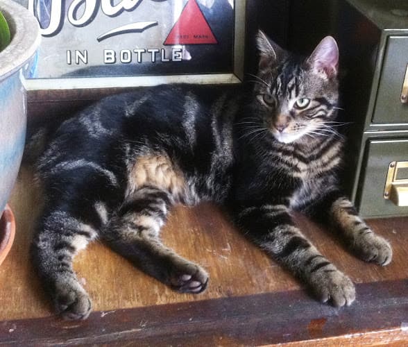 Business listing image