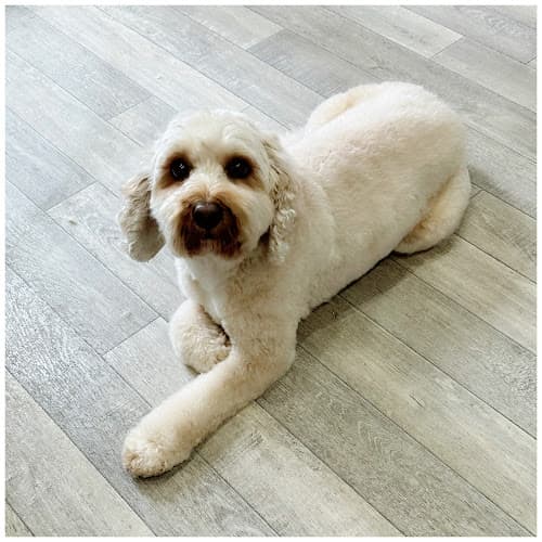 Business listing image