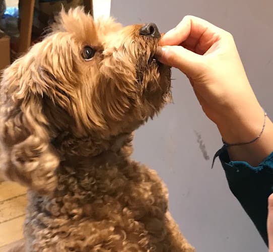 Business listing image