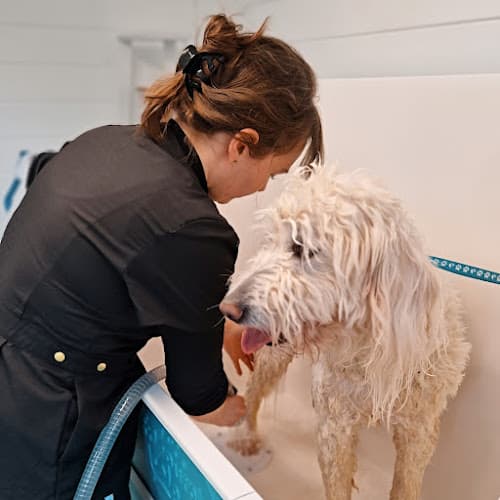 Business listing image