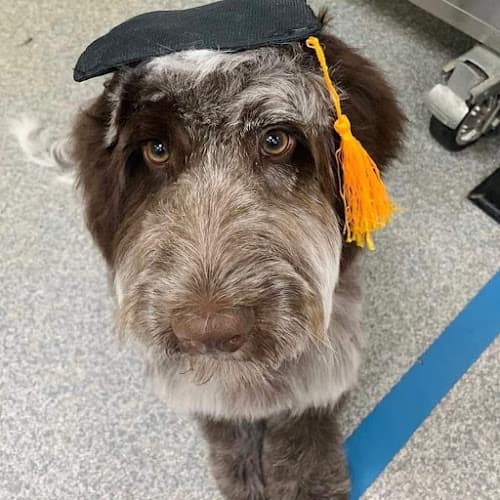 Business listing image